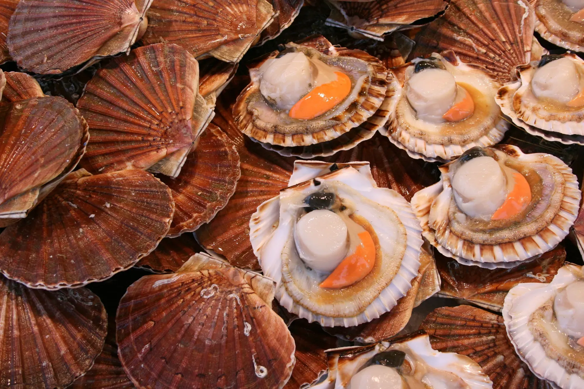Coquille Saint-Jacques